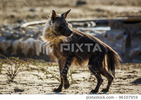 Brown hyena in Kgalagadi transfrontier park, South Africa 96107959