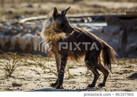 Brown hyena in Kgalagadi transfrontier park, South Africa 96107960