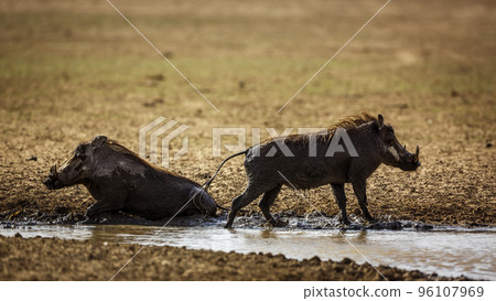 common warthog in Kgalagadi transfrontier park, South Africa 96107969