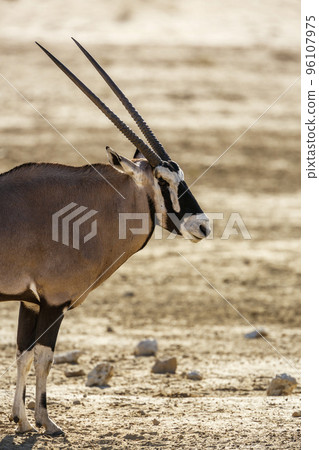 South African Oryx in Kgalagadi transfrontier park, South Africa South African Oryx in Kgalagadi transfrontier park, South Africa 96107975