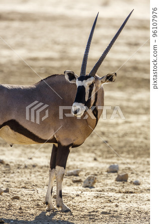 South African Oryx in Kgalagadi transfrontier park, South Africa South African Oryx in Kgalagadi transfrontier park, South Africa 96107976