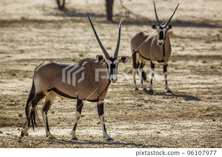 South African Oryx in Kgalagadi transfrontier park, South Africa South African Oryx in Kgalagadi transfrontier park, South Africa 96107977
