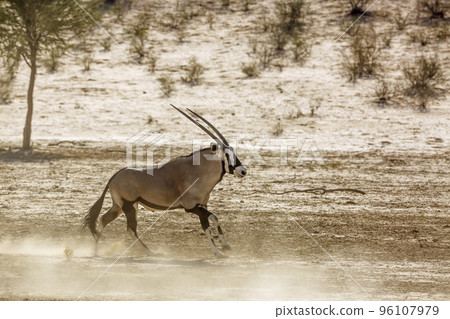 South African Oryx in Kgalagadi transfrontier park, South Africa 96107979