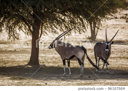 South African Oryx in Kgalagadi transfrontier park, South Africa South African Oryx in Kgalagadi transfrontier park, South Africa 96107984