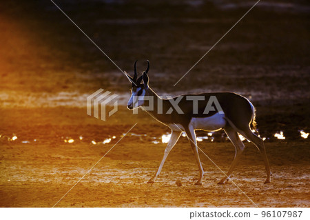 Springbok in Kgalagadi transfrontier park, South Africa Springbok in Kgalagadi transfrontier park, South Africa 96107987