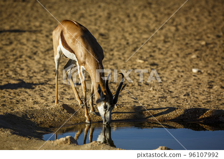 Springbok in Kgalagadi transfrontier park, South Africa 96107992