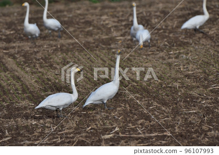Whooper swans forage for food on post-harvest farmland in the Tokachi plains of Hokkaido Whooper swans forage for food on post-harvest farmland in the Tokachi plains of Hokkaido 96107993
