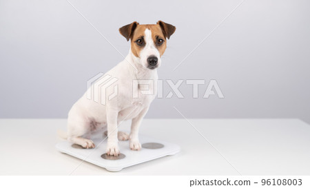 Dog jack russell terrier stands on the scales on a white background. Dog jack russell terrier stands on the scales on a white background. 96108003
