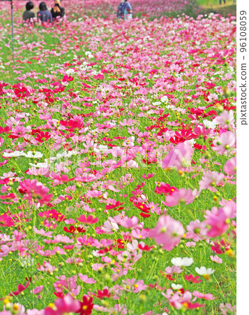 粉紅色的波斯菊花開遍了秋天的花田 96108059