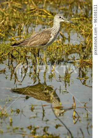wood sandpiper or Tringa glareola in green grass at wetland of keoladeo national park or bharatpur bird sanctuary rajasthan india asia wood sandpiper or Tringa glareola in green grass at wetland of keoladeo national park or bharatpur bird sanctuary rajasthan india asia 96108111
