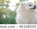 狗狗 96108505