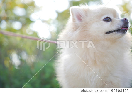 狗狗 狗狗 96108505