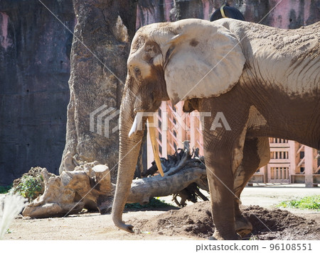 An elephant that dexterously eats hay with its nose 96108551