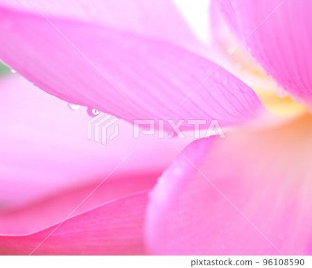 [Saitama Prefecture] Gyoda City Lotus 96108590