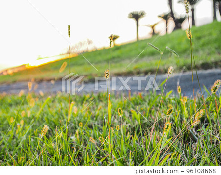 Koharu day in November 96108668