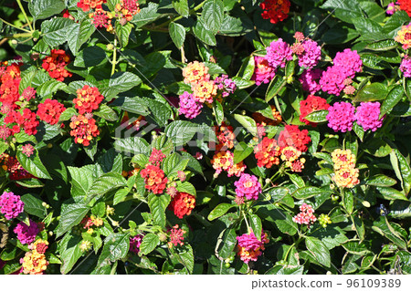 Lantana Lantana 96109389