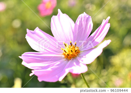 波斯菊花了 96109444