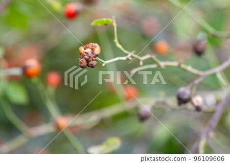 or Rosehip disease what is making the bush drying. Plant disease of Wild Rose on dandelion Dog Rose or Rosehip disease what is making the bush drying. Plant disease of Wild Rose on dandelion Dog Rose 96109606