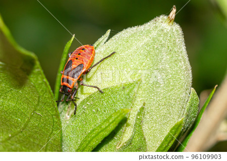 Firebug macro shot. Pyrrhocoris apterus close-up. Spotted insect. 96109903