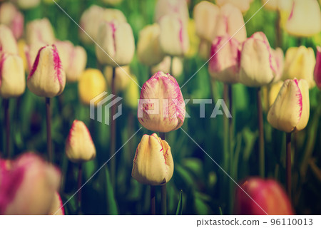 Multicolored tulip flowers 96110013