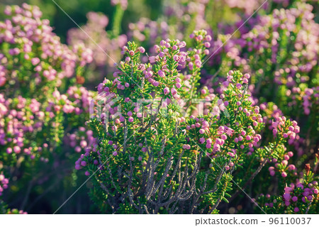 Blooming heather flowers 96110037