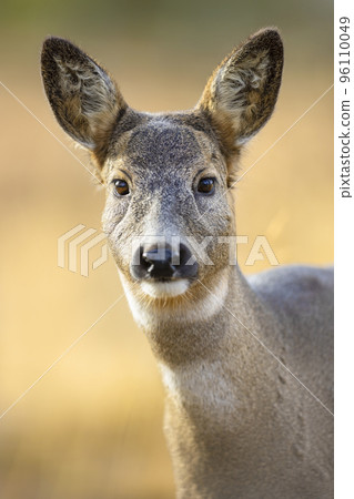Portrait of one roe deer looking for enemies in the forest at fall 96110049