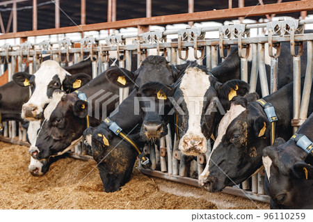 Cows standing in a stall and eating hay 96110259