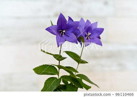 Powered by Translate 96110466