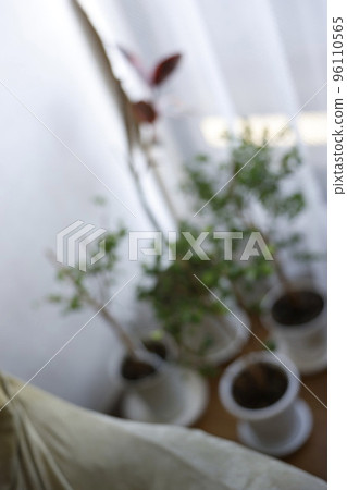 Foliage plant Foliage plant 96110565