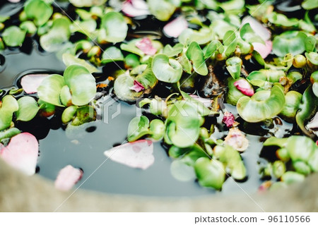 Water hyacinth 96110566