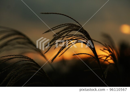 Pampas grass blowing in the evening breeze Pampas grass blowing in the evening breeze 96110567