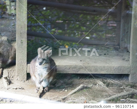 A wallaby sitting in front of a hut A wallaby sitting in front of a hut 96110714