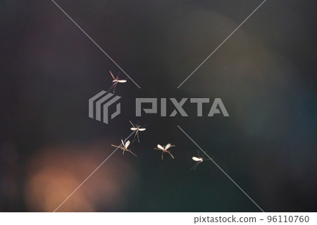 Fairy dance 96110760