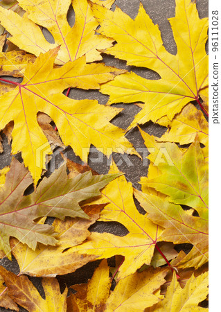 Colorful autumn maple leaves on black Colorful autumn maple leaves on black 96111028