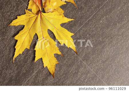 Colorful autumn maple leaves on black Colorful autumn maple leaves on black 96111029
