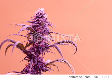 Flowering Medical Marijuana or CBD Cannabis Plant with Buds on Pink Background Flowering Medical Marijuana or CBD Cannabis Plant with Buds on Pink Background 96111087