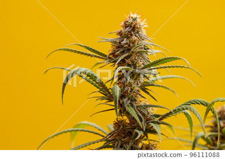 Macro a cannabis flower with the formula THC CBD CBN, CBD Chemical Formula. Concept of herbal alternative medicine, cbd oil, pharmaceutical industry. 96111088
