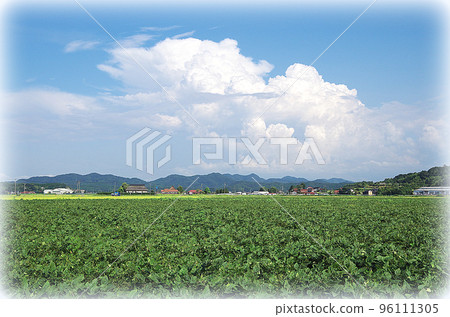 Landscape of blue sky, thundercloud and green wide soybean field (illustration style) 96111305