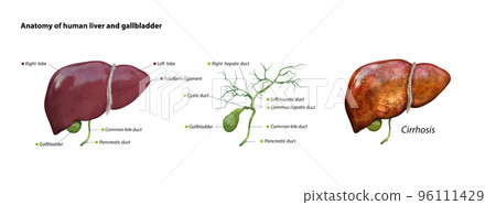 liver and gallbladder anatomy structure. hepatic system organ, Human liver for medical drugs, pharmacy and education design. 3D rendering liver and gallbladder anatomy structure. hepatic system organ, Human liver for medical drugs, pharmacy and education design. 3D rendering 96111429