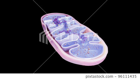 Mitochondria, cellular organelles, produce energy, Cell energy and Cellular respiration, DNA, 3D rendering 96111435