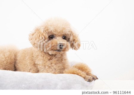 Toy poodle to relax in bed Toy poodle to relax in bed 96111644
