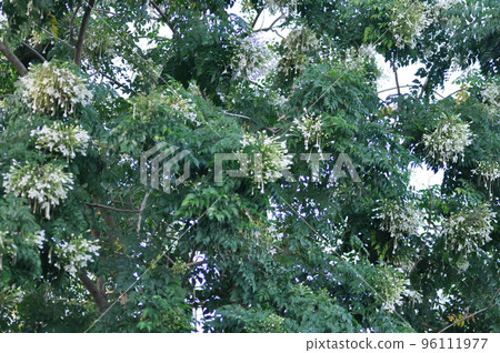 Cork tree, Indian cork tree or Millingtonia hortensis Linn or BIGNONIACEAE plant and sky 96111977