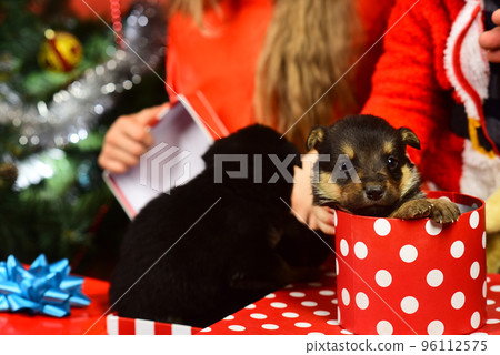 Puppy in gift box. Pet as xmas present near tree. 96112575