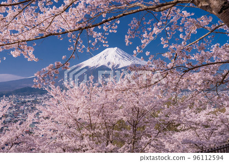 【山梨縣】富士山櫻花盛開，春天的新倉山淺間公園 96112594