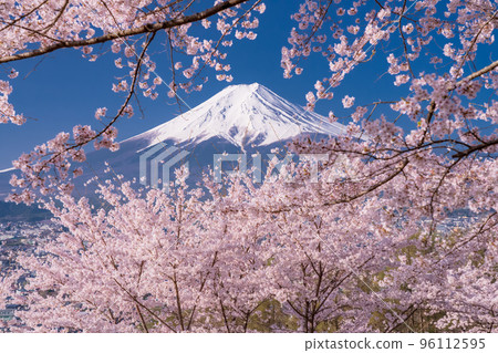 [Yamanashi Prefecture] Mt. Fuji and cherry blossoms in full bloom at Arakurayama Sengen Park in spring 96112595