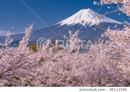 【山梨縣】富士山櫻花盛開，春天的新倉山淺間公園 96112596