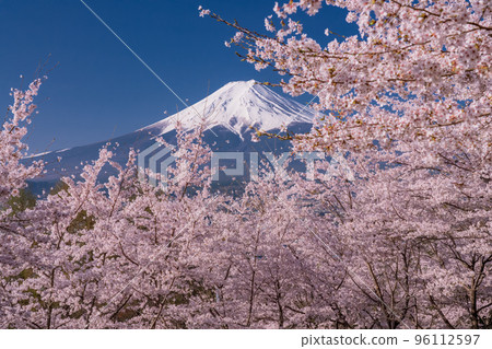 [Yamanashi Prefecture] Mt. Fuji and cherry blossoms in full bloom at Arakurayama Sengen Park in spring 96112597