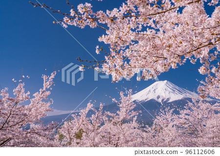 [Yamanashi Prefecture] Mt. Fuji and cherry blossoms in full bloom at Arakurayama Sengen Park in spring 96112606