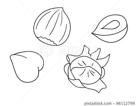 Vector black and white hazelnut icon. Set of isolated monochrome nuts. Food line drawing illustration in cartoon or doodle style isolated on white background. 96112799