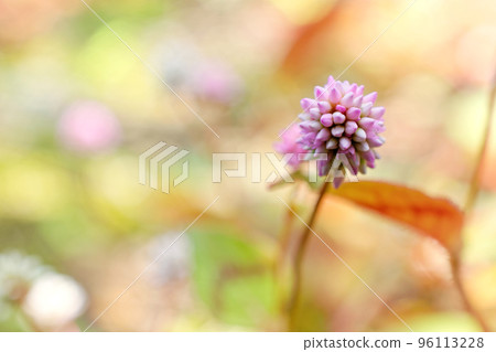 Uplifting of flowers of Pinus densiflora 96113228